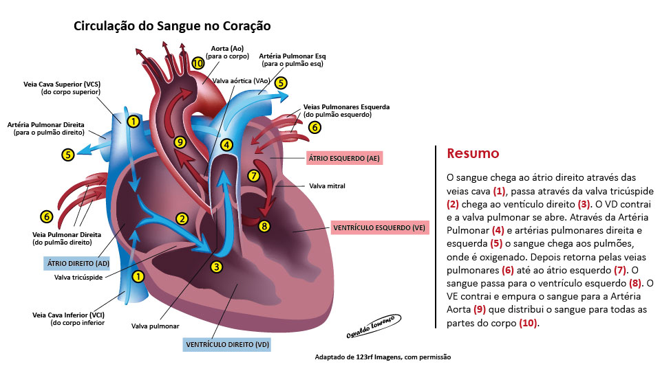 Anatomia E Fisiologia Do Coração Angomed News