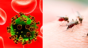 Anticorpos e Mosquitos da Malária
